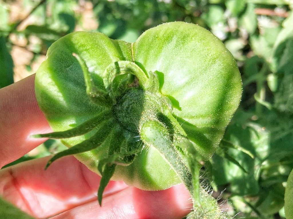Close-up of a large, unripe, heart-shaped, green tomato growing on the vine, held in a hand among tomato leaves. 