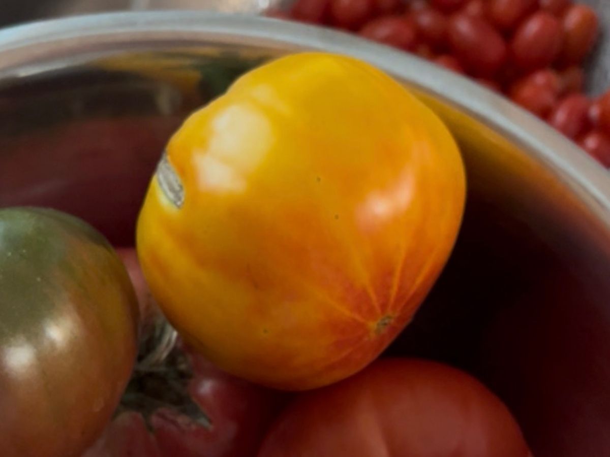 What to Do With Tomatoes When You are Tired of Looking at Them